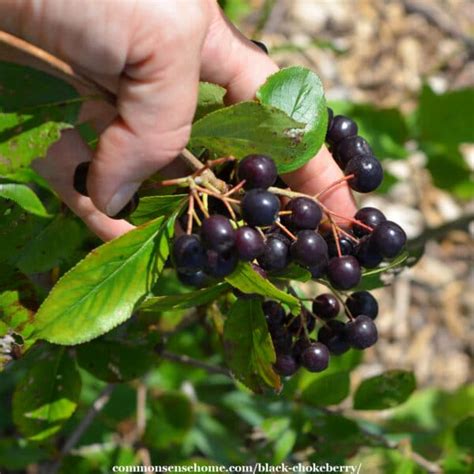 Black Chokeberry: A Superfood for the Fall Season